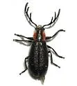 Pelonides humeralis - photo 2