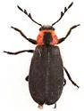 Pelonides humeralis - photo 3