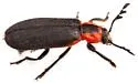 Pelonides humeralis - photo 4