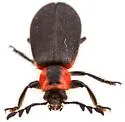 Pelonides humeralis - photo 5