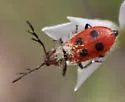 Pelonides quadrinotata