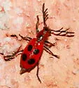 Pelonides quadrinotata - photo 2