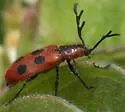 Pelonides quadrinotata - photo 3