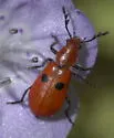 Pelonides quadrinotata - photo 4
