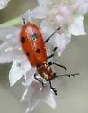 Pelonides quadrinotata - photo 5