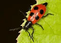 Pelonides quadripunctata - photo 2