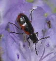 Pelonides quadripunctata - photo 3