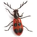Pelonides quadripunctata - photo 4