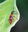 Pelonides quadripunctata - photo 5