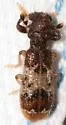 Pelonium leucophaeum - photo 2