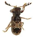 Pelonium peninsulare