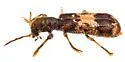 Pelonium peninsulare - photo 3