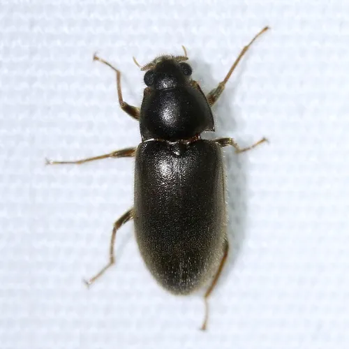Pelonomus obscurus - photo 2