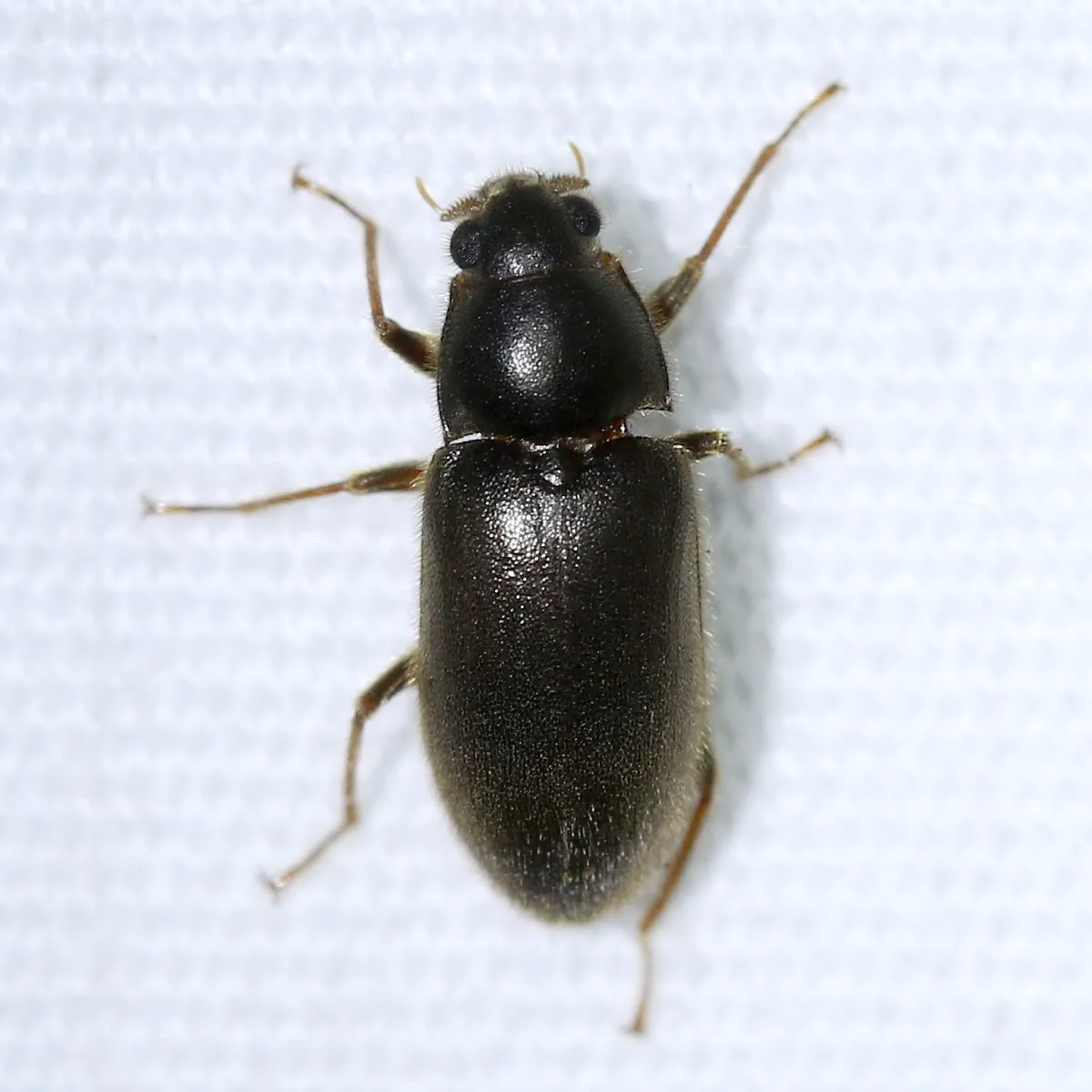 Pelonomus obscurus - photo 3