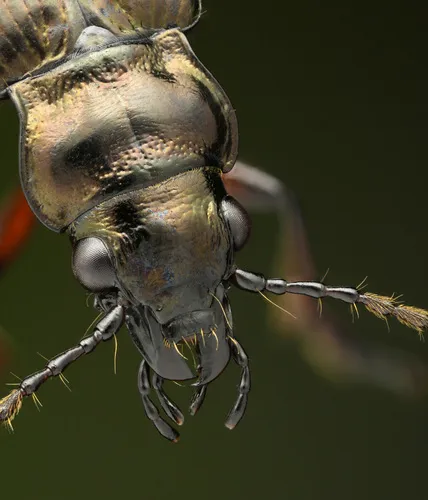 Pelophila borealis - Pelophila borealis