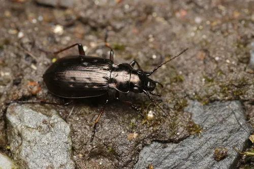 Pelophila borealis - photo 2