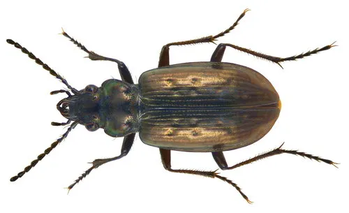 Pelophila borealis - photo 3