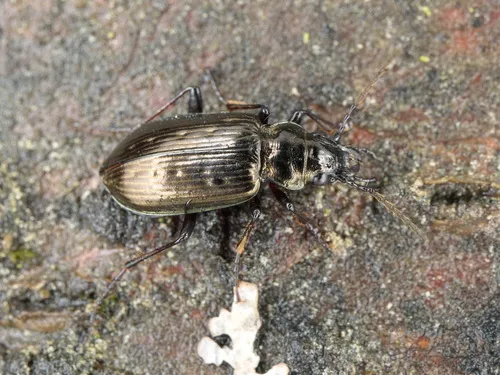 Pelophila borealis - photo 4