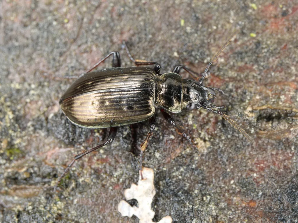 Pelophila borealis - photo 5