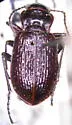 Pelophila rudis