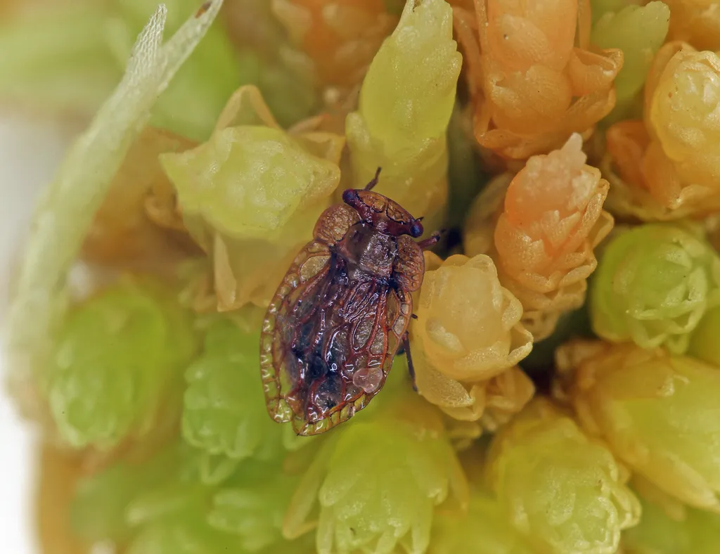 Moss Bugs - photo 2