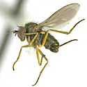 Peloropeodes brevis