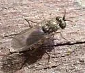 Peloropeodes cornutus - photo 2