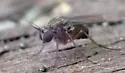 Peloropeodes cornutus - photo 3