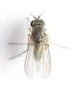 Peloropeodes cornutus - photo 4