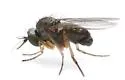 Peloropeodes cornutus - photo 5