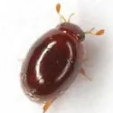 Pelosoma prosternale - photo 2