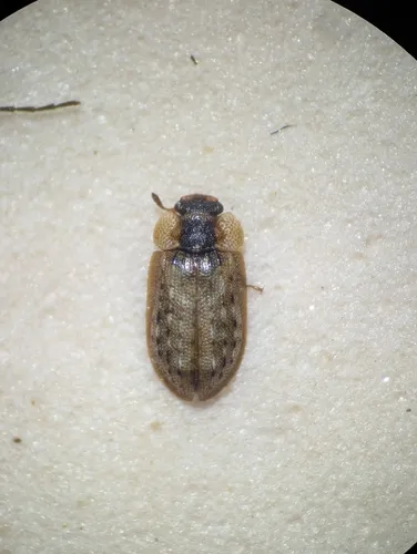 Peltastica amurensis