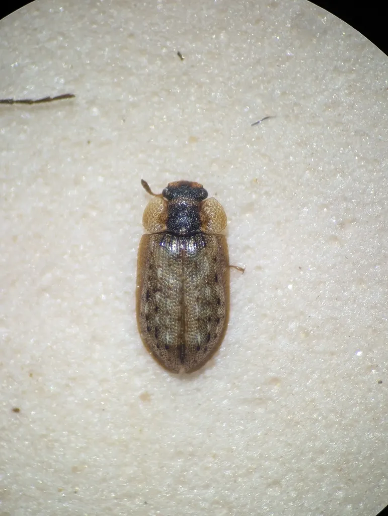 Peltastica amurensis - photo 2