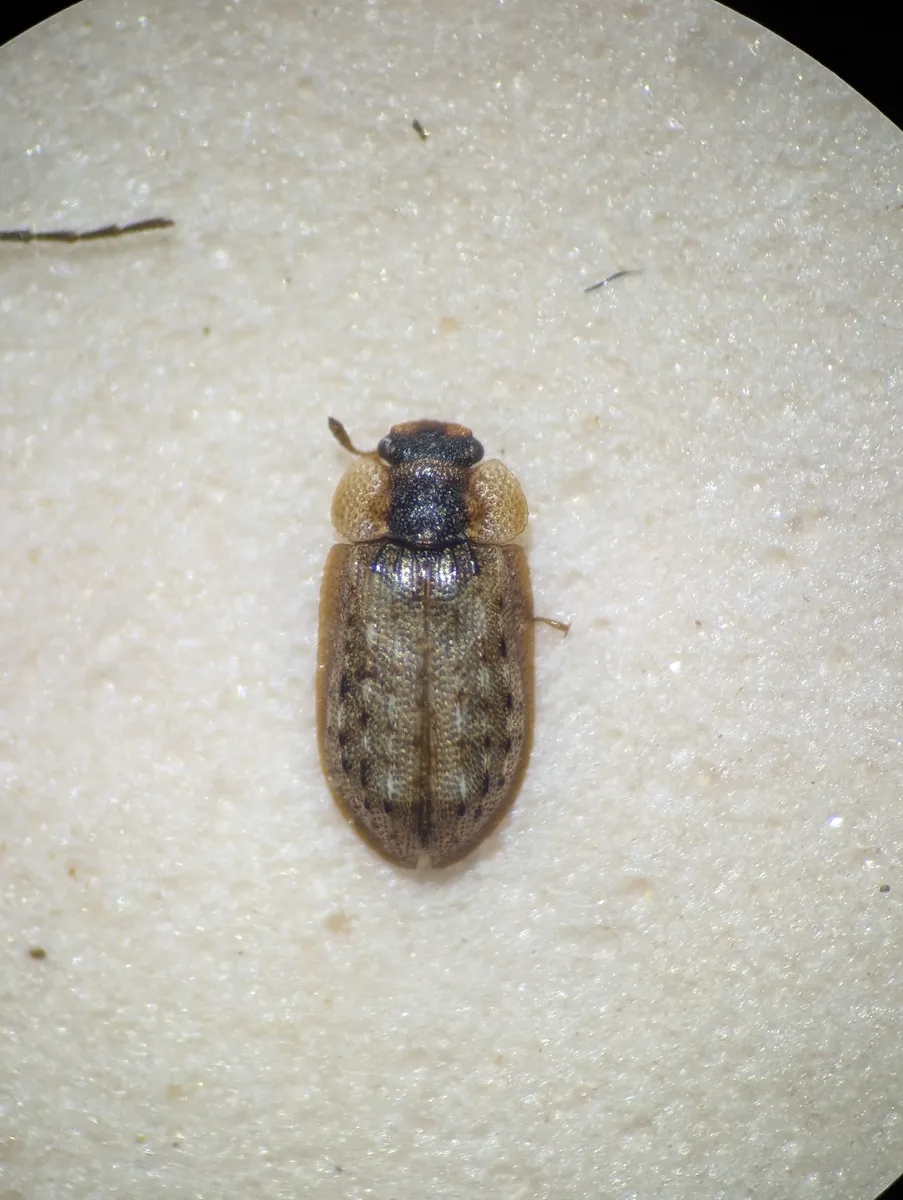 Peltastica amurensis - photo 3