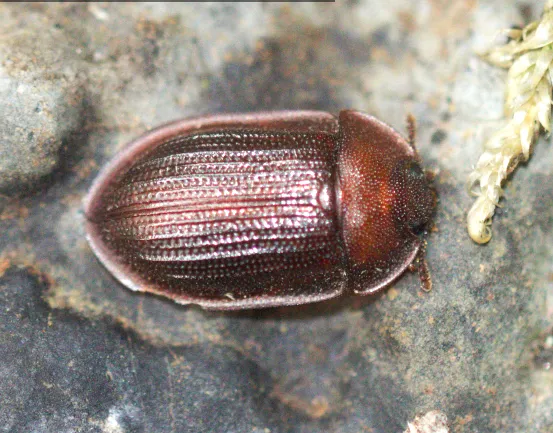 Peltidae - photo 2