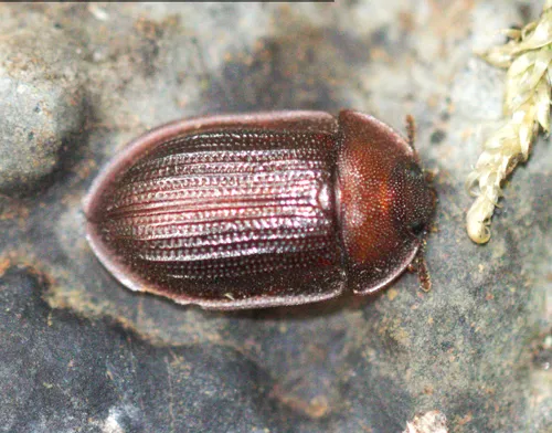 Peltidae - photo 3