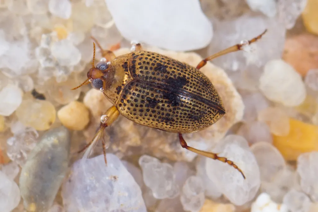 Peltodytes caesus - photo 2