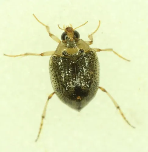 Peltodytes callosus - photo 3