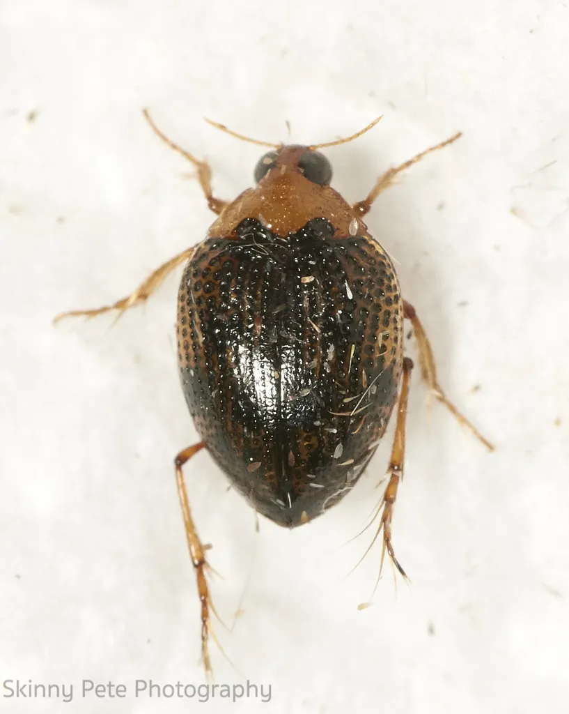 Peltodytes dietrichi