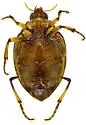 jun. syn. of P.simplex - photo 5
