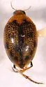 Peltodytes dunavani