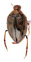 Peltodytes dunavani - photo 2