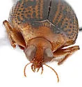 Peltodytes dunavani - photo 5