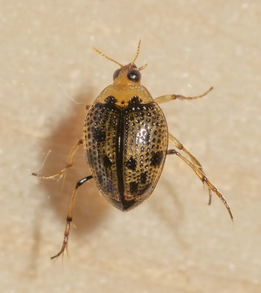 Peltodytes duodecimpunctatus