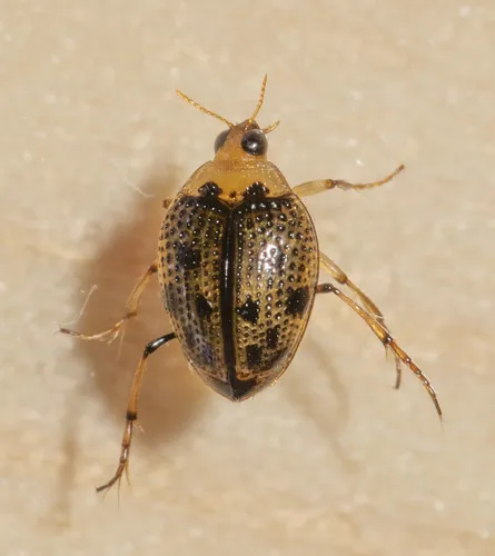 Peltodytes duodecimpunctatus - photo 2