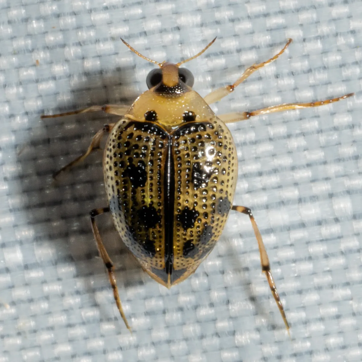 Peltodytes edentulus