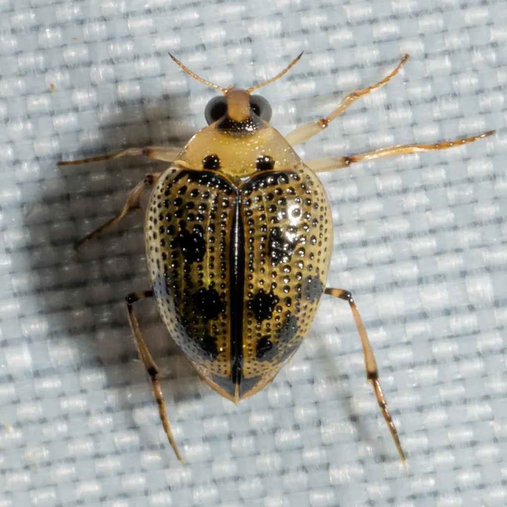 Peltodytes edentulus - photo 2