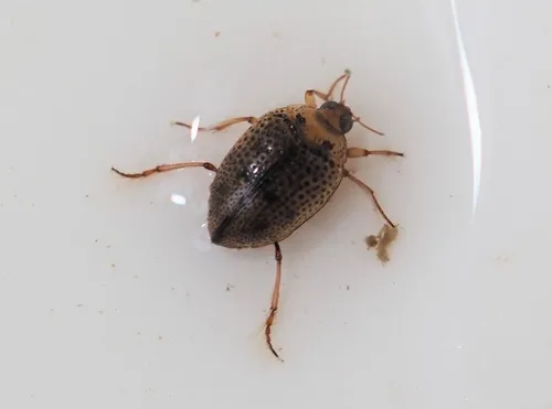 Peltodytes intermedius