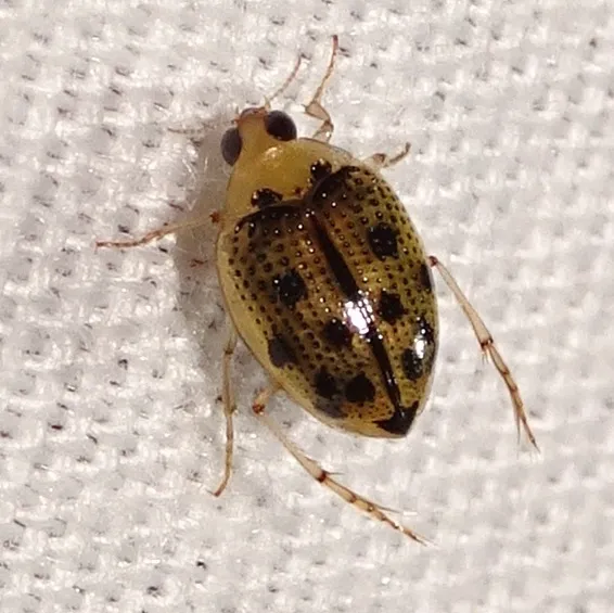 Peltodytes litoralis