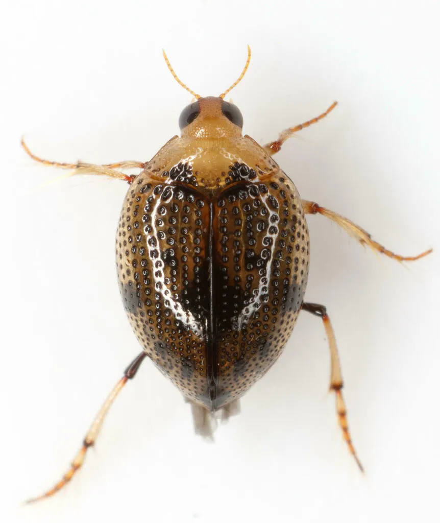 Peltodytes muticus - photo 2